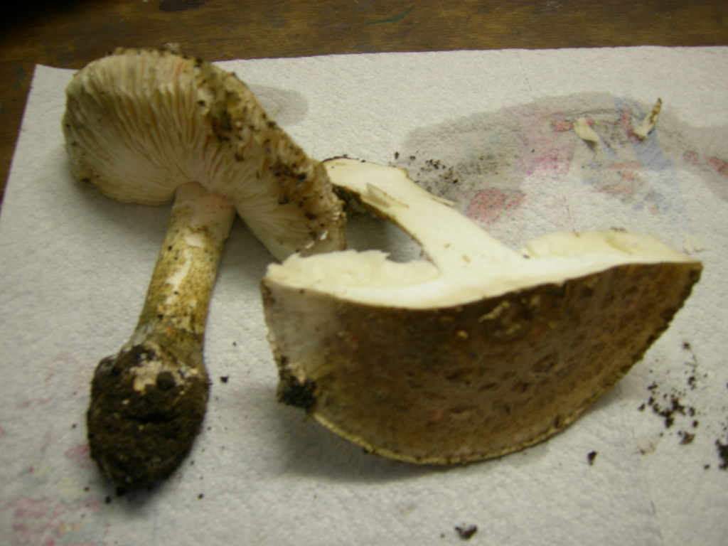 funghi a lamelle da determinare